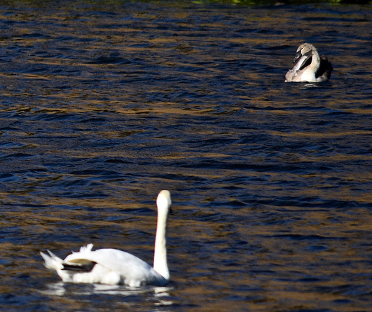 DSC_0313