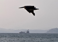 Just Pelicans