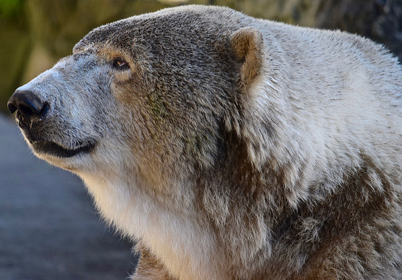 DSC_0108