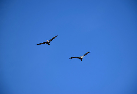 DSC_0095