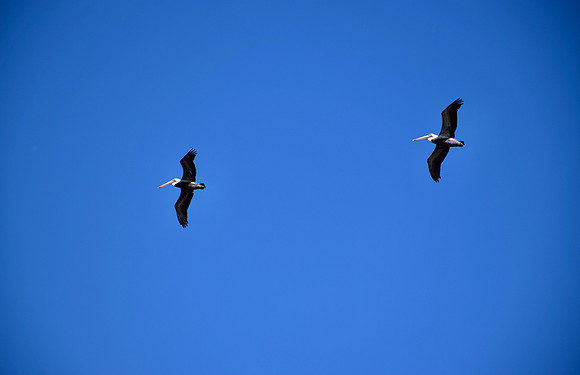 DSC_0096