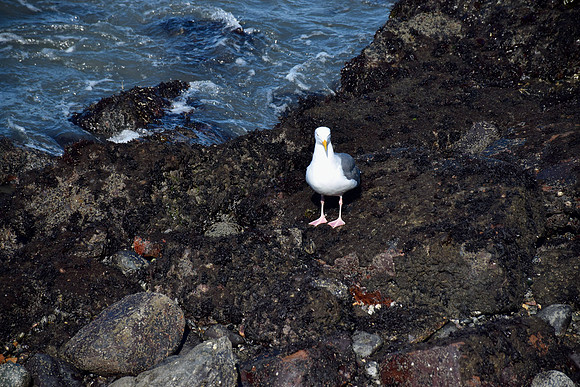 DSC_0039