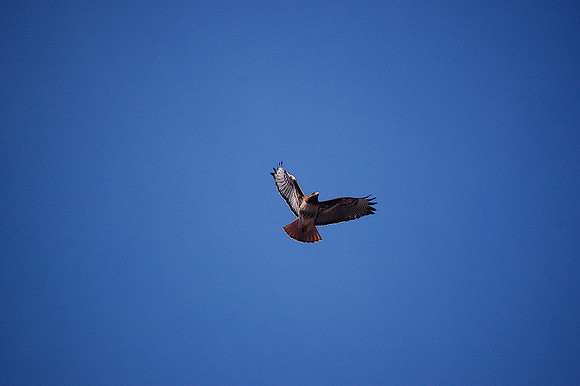 DSC_0058_5