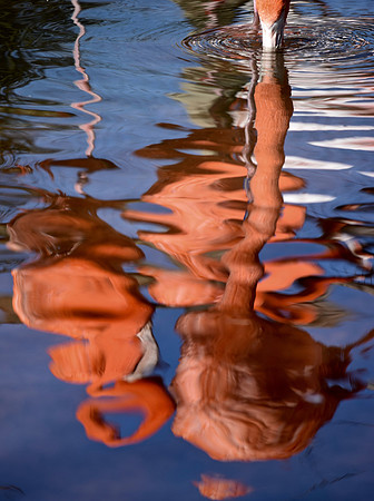 DSC_0265 (1)