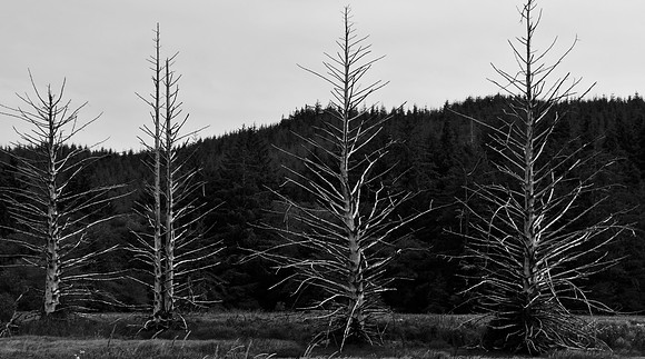 DSC_0084