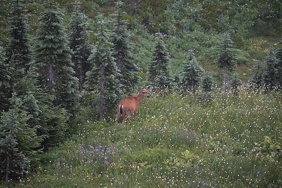 DSC_0916