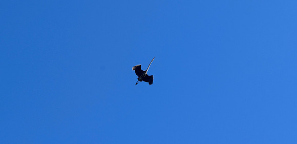 DSC_0142