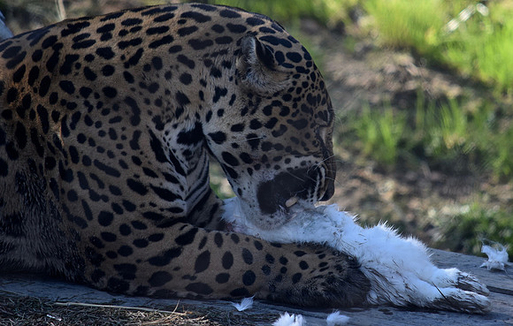 DSC_0072
