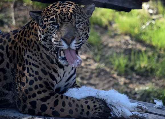 DSC_0069