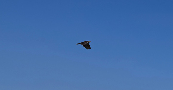 DSC_0187