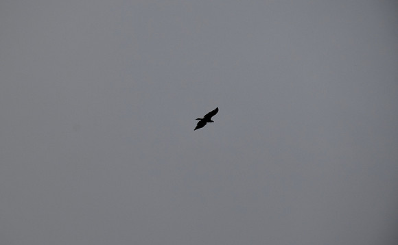 DSC_0323