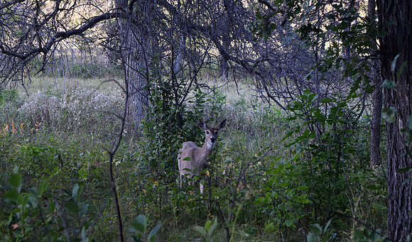DSC_0322