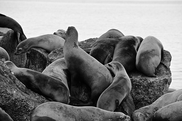 DSC_0093 (1)