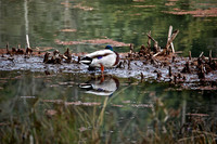 DSC_0021.JPG