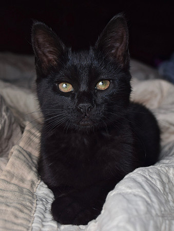 DSC_0011