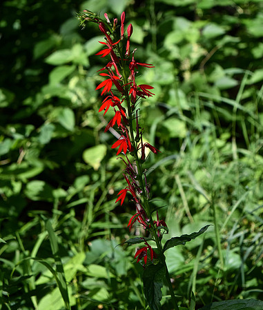 DSC_0084