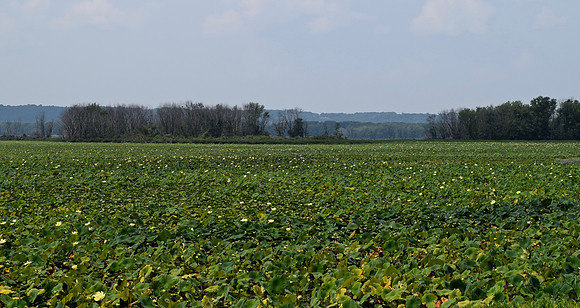 DSC_0344