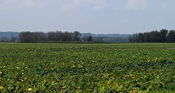DSC_0344