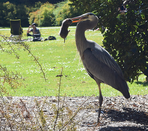 DSC_0087