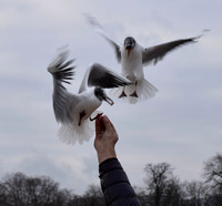 Birds (NoParrots/Pelicans2)