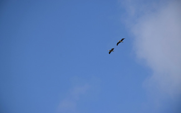 DSC_0005