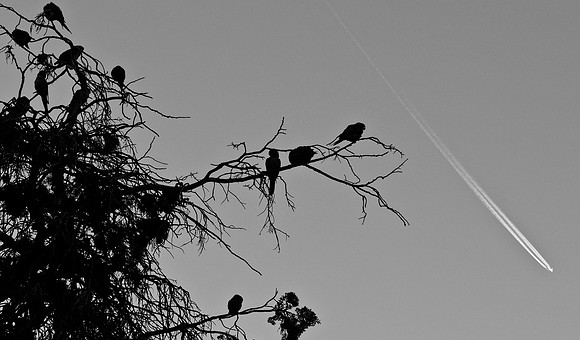 DSC_0018