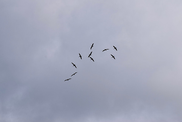DSC_0003