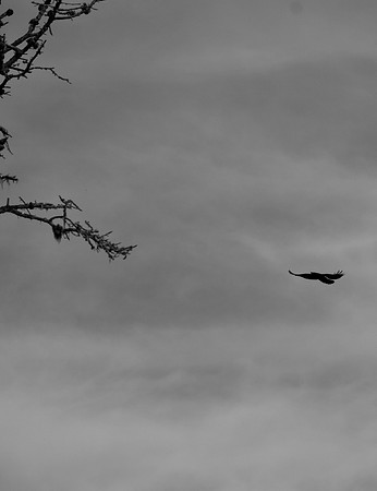 DSC_0019