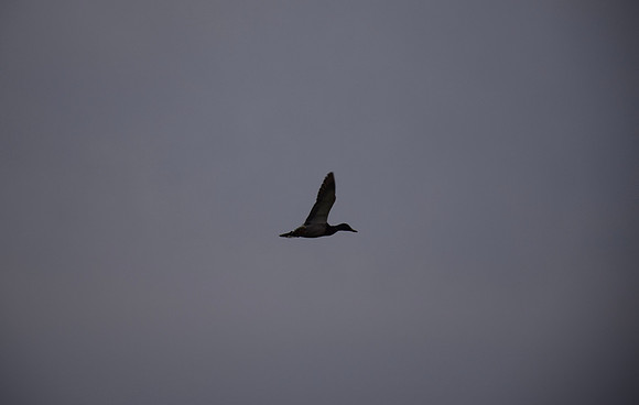 DSC_0122