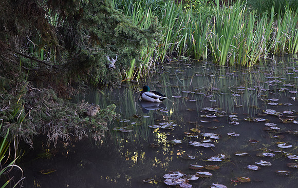 DSC_0023