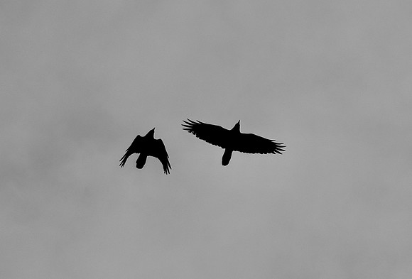 DSC_0014