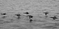 DSC_0134 (1)