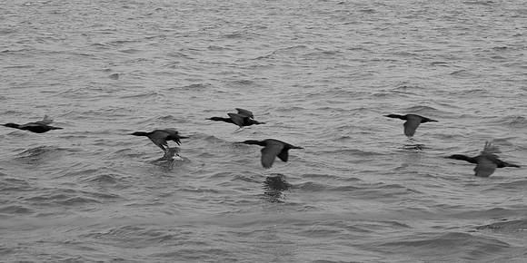 DSC_0134 (1)