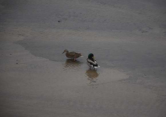 DSC_0116