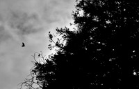 DSC_0013 2