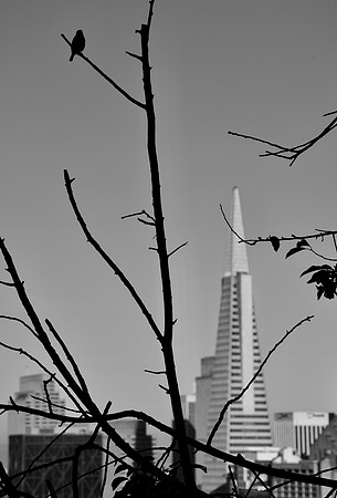 DSC_0011
