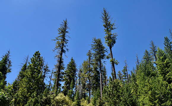 DSC_0453