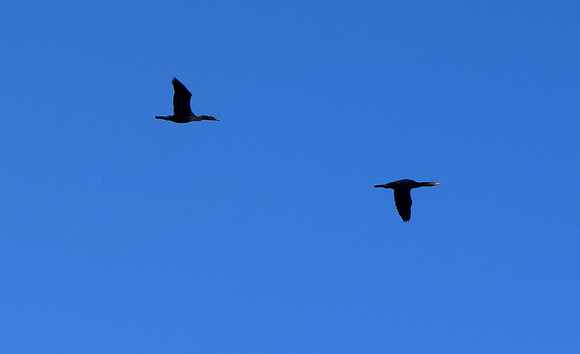 DSC_0013
