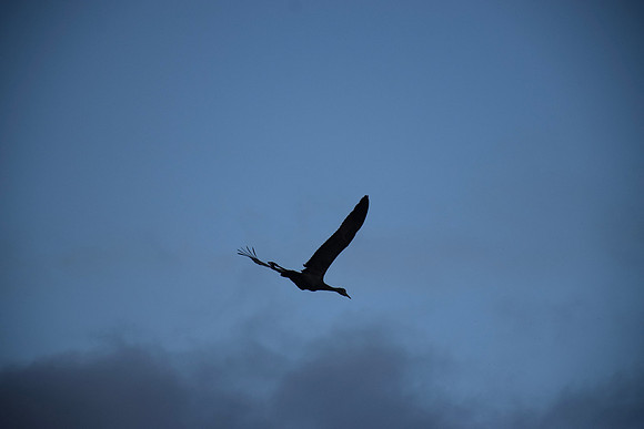 DSC_0969