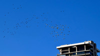 DSC_0039