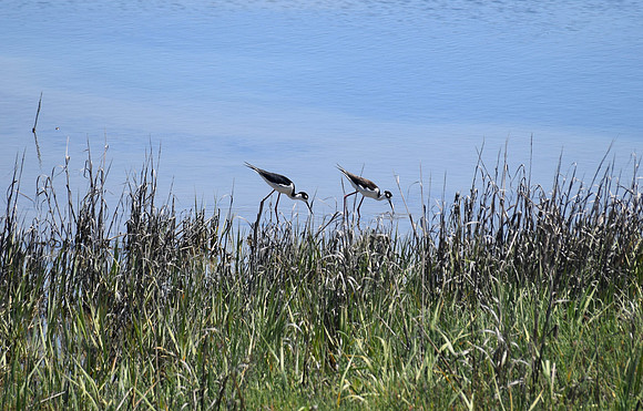 DSC_0034