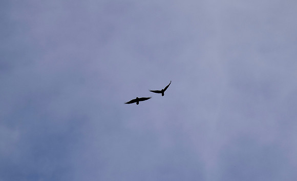 DSC_0010